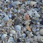 Degli Este Comacchio Кодигоро