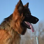 Degli Este Comacchio Кодигоро