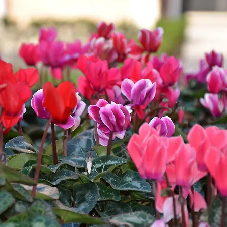 Pensionat Degli Este Comacchio