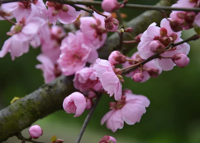 Πανσιόν Degli Este Comacchio *