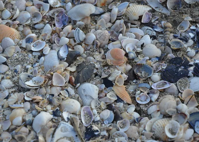 Degli Este Comacchio 코디고로