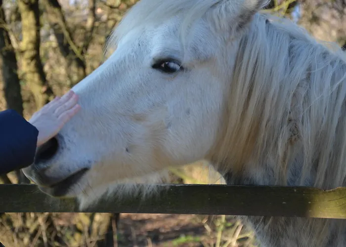 Πανσιόν Degli Este Comacchio *