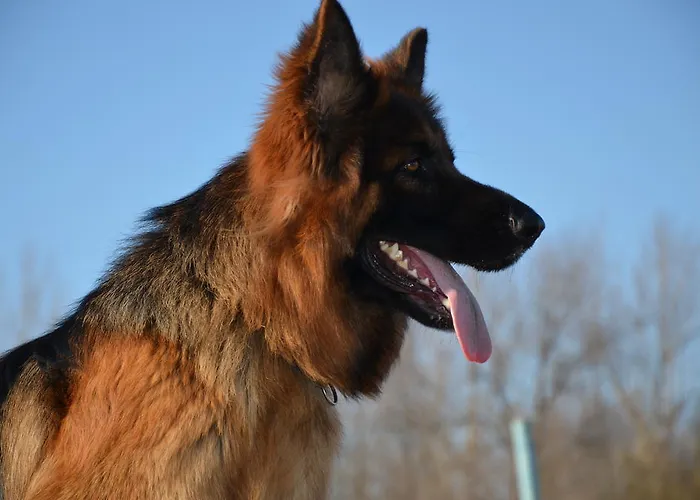 Degli Este Comacchio 코디고로