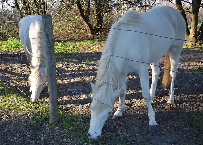 Πανσιόν Degli Este Comacchio *