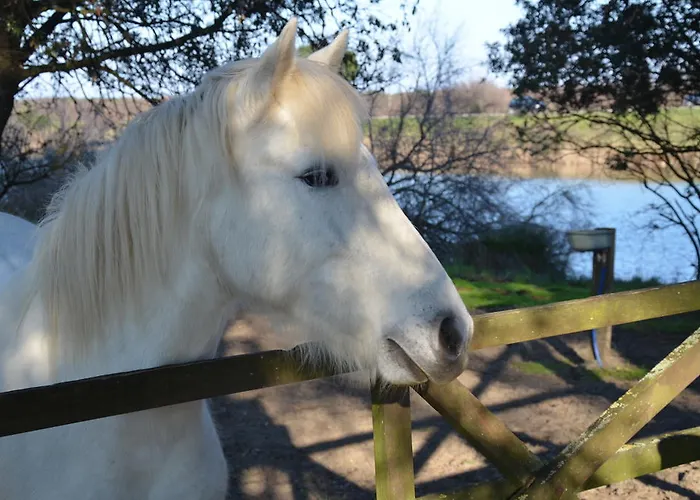 Πανσιόν Degli Este Comacchio Codigoro